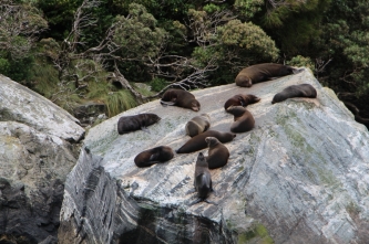Les phoques se prélassent ao bord du fjord
